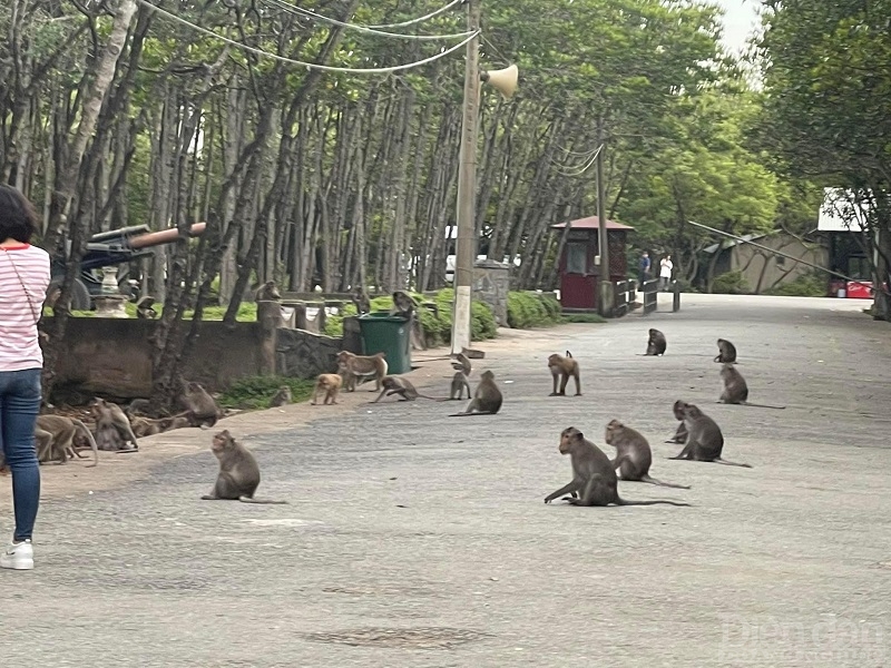 Đảo Khỉ Cần Giờ nơi sinh sống của hơn 1.500 cá thể linh trưởng với diện tích rừng khoảng 70ha. Những chú khỉ ở đây vô cùng dạn dĩ chúng thường xuyên xà xuống trước mặt du khách để xin đồ ăn.