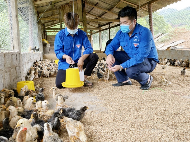 Hộ anh Lý Sinh Ngọc (thôn Tân Ốc 2, xã Đồng Sơn) mở rộng mô hình nuôi gà Tiên Yên theo hướng bán công nghiệp (Ảnh: Báo Quảng Ninh)