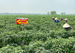 Nam Định: “Tấm vé thông hành” để đưa nông sản đi xa