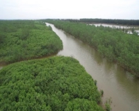 Hàn Quốc tài trợ 1,9 triệu USD phục hồi, phát triển rừng ngập mặn tại tỉnh Thái Bình