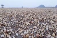Tiền Hải (Thái Bình): Ngao chết hàng loạt, người nuôi thiệt hại hàng trăm tỷ đồng