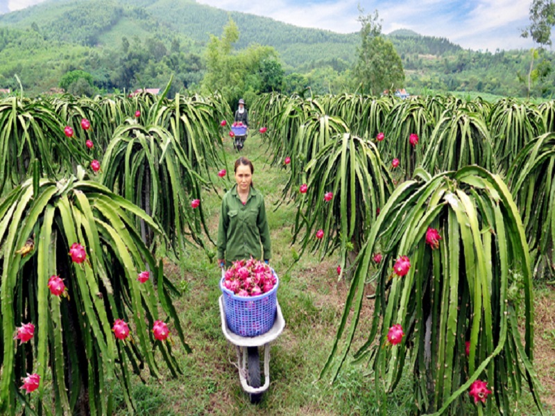 Nhiều vườn thanh long tại Bình Thuận chín đỏ nhưng thương lái không mặn mà thu mua