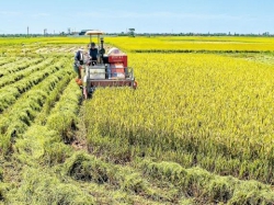 Thái Bình: Tìm giải pháp đưa sản xuất lúa gạo dẫn đầu cả nước