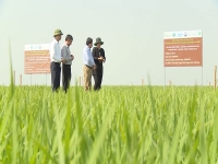 Thái Bình: Tập trung nguồn lực xây dựng thương hiệu lúa gạo Thái Bình