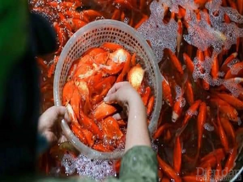 Những con cá chép rực rỡ sắc đỏ được đưa vào bể chứa