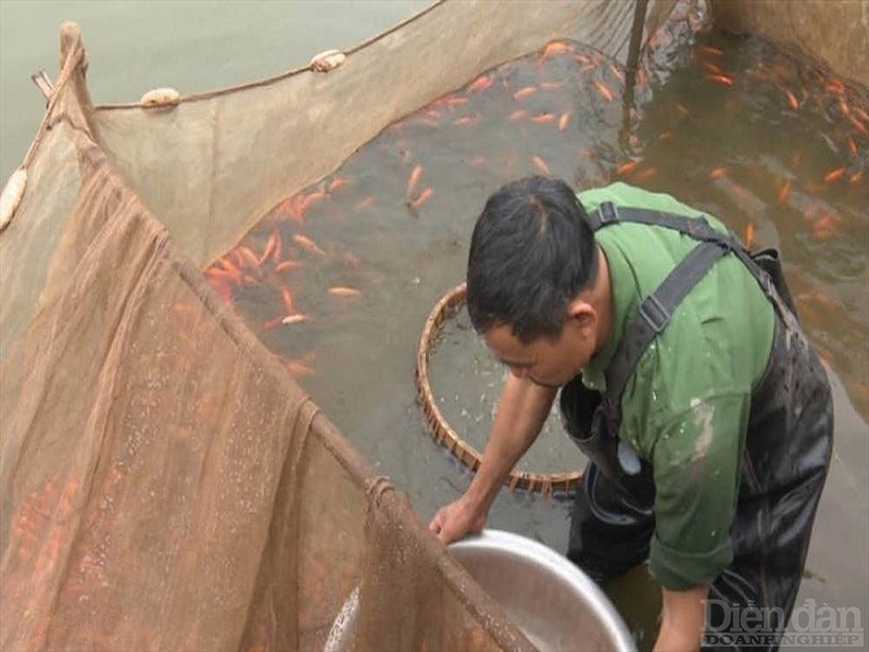 Một vụ nuôi cá chép đỏ thời gian khoảng 5 tháng, người dân thu lãi 20-40 triệu đồng.