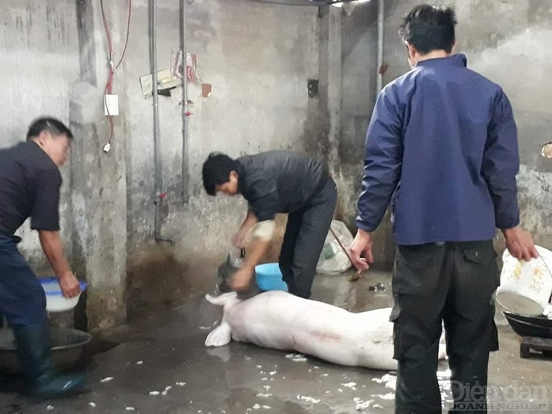 Công đoạn làm giò, chả cầu kỳ và công phu từ khâu chọn thịt lợn, pha thịt đến kỹ thuật gói giò, luộc giò.