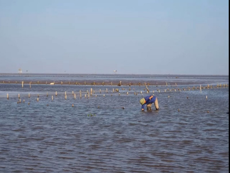 hiện toàn tỉnh có gần 3.200 ha diện tích nuôi ngao bãi triều, trong đó 2.500ha nuôi ngao thương phẩm.