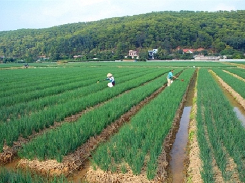 chính quyền và người dân huyện Kinh Môn đã ứng dụng khoa học kỹ thuật, quy trình sản xuất VietGap trên nhiều diện tích trồng hành, tỏi để tạo ra sản phẩm sạch, an toàn và chất lượng