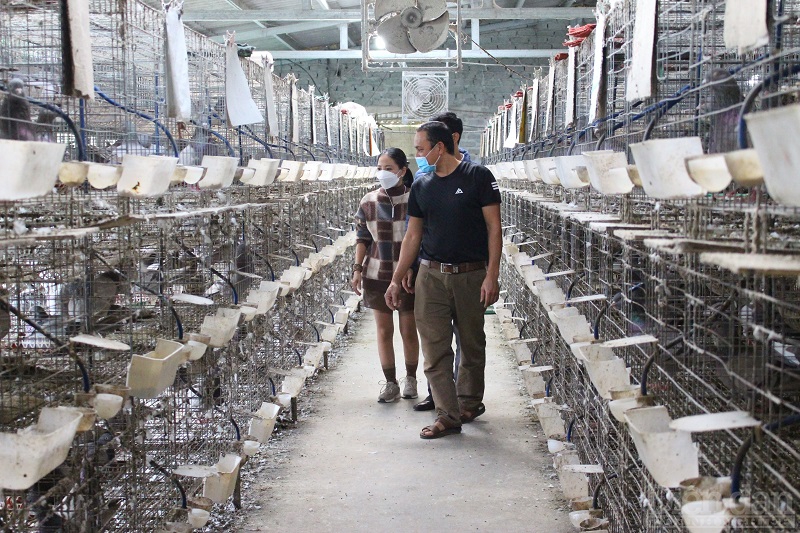 Cơ sở nuôi chim bồ câu Pháp thảo dược của HTX Chăn nuôi hữu cơ Thủy Phát đạt 3 sao