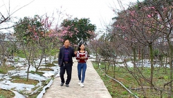 Thuần hoá hoa anh đào thành “Sakura Việt Nam”