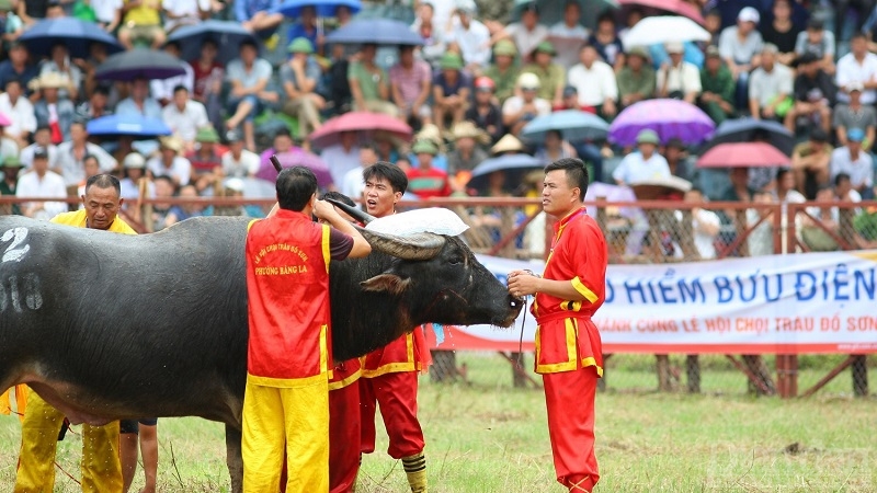 Lễ hội chọi trâu Đồ Sơn được công nhận là Di sản Văn hoá phi vật thể quốc gia năm 2012