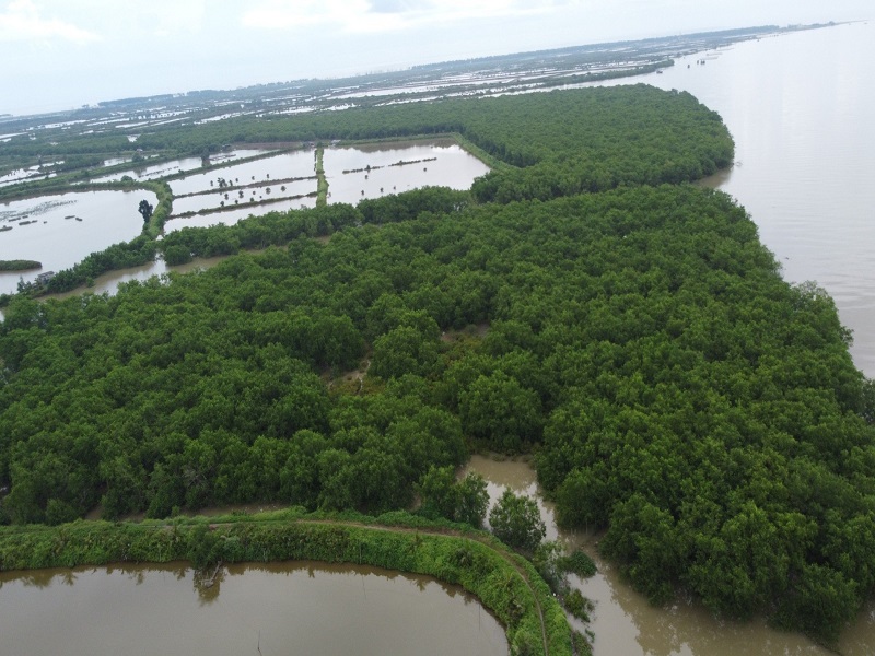 Thái Bình: thông tin chính thức về Khu bảo tồn thiên nhiên đất ngập nước Tiền Hải