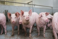 Thái Bình ra công điện khẩn cấp ngăn chặn Dịch tả lợn Châu Phi