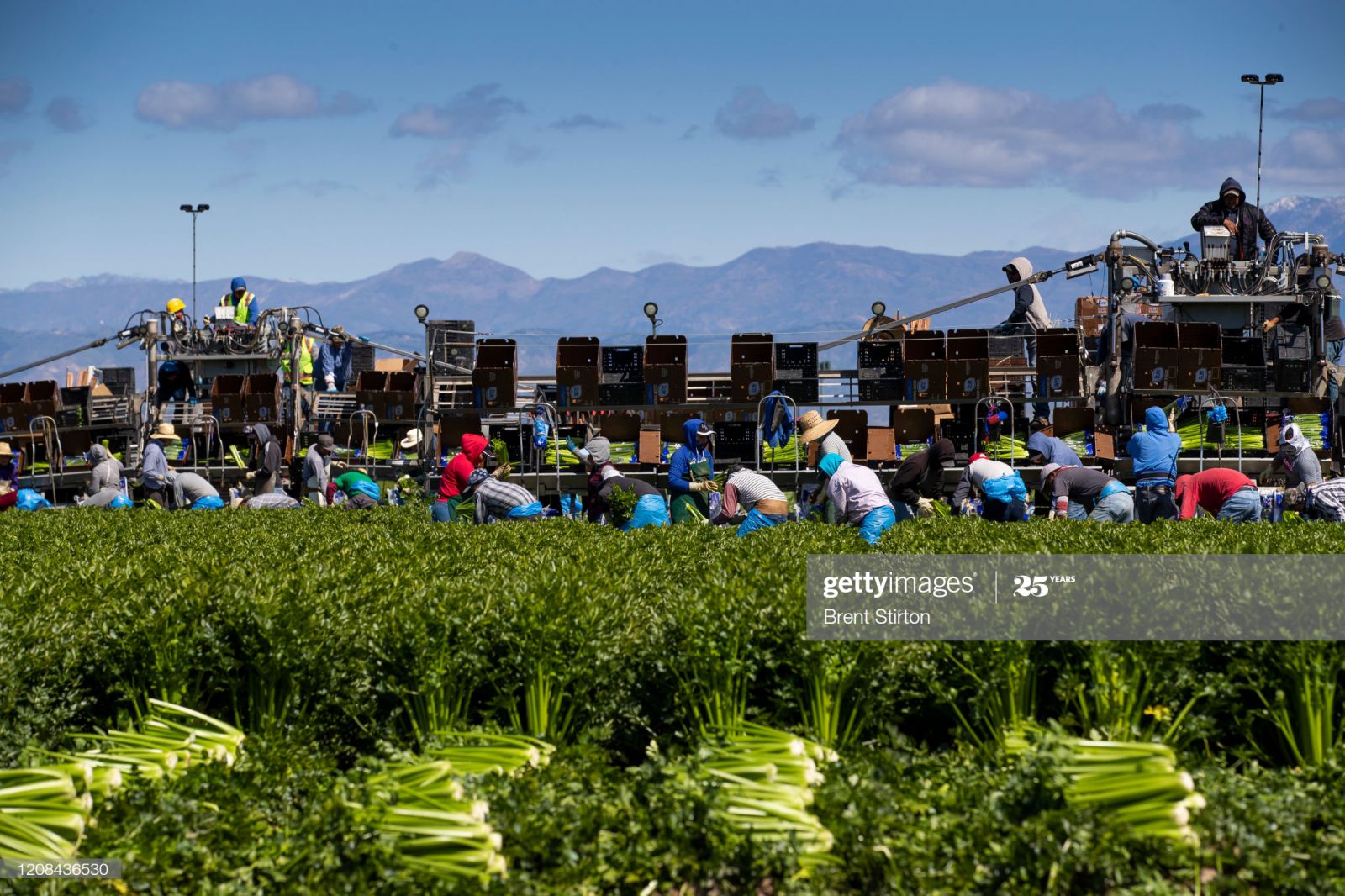 Công nhân nông nghiệp thu hoạch cần tây ở Mỹ và tiêu thụ xuất khẩu tại Oxnard, California. Những công nhân nông nghiệp này chủ yếu là người nói tiếng Tây Ban Nha di cư. Họ chỉ kiếm được mức lương 1000 đô la trong 6 ngày làm việc với 10 giờ mỗi ngày. Đồng thời, họ không có khẩu trang, không đeo găng tay và không có ý thức xa cách xã hội hoặc xét nghiệm để ngăn chặn sự lây lan vi-rút lẫn nhau. Ảnh của Brent Stirton / Getty Images.