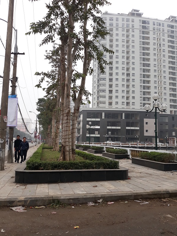 Hành lang ATGT trên tuyến đường Lê Lợi của Tp Vinh bị lấn chiếm để trồng cây xanh