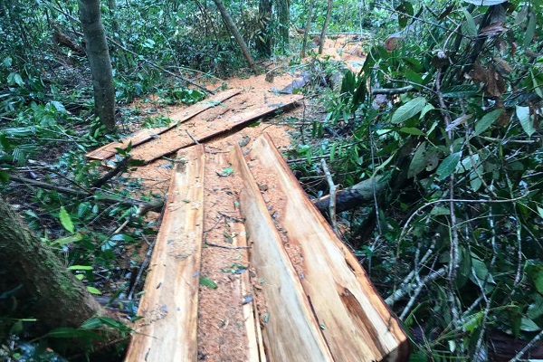 Dù căng sức bảo vệ nhưng rừng tại Tiểu khu 474 do UBND xã Măng Cành quản lí vẫn bị lâm tặc triệt hạ