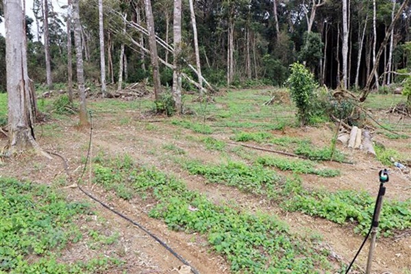 Vườn sâm dây của HTX nông nghiệp Tuyết Sơn ở Kon Plông