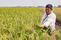 [XUẤT KHẨU GẠO] Doanh nghiệp An Giang sốt ruột vì lượng gạo tồn đọng tới 82.275 tấn