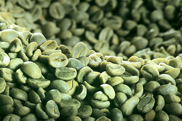 Cà phê hạt xanh hay còn gọi là cà phê nhân xanh, là mặt hàng hiếm được bán trực tiếp tới tay người dùng để tự rang xay, đảm bảo cà phê nguyên liệu nguyên chất tự nhiên vì sức khỏe và an toàn thực phẩm