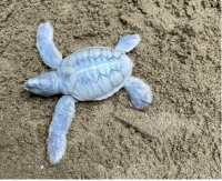 Điều kỳ diệu của thiên nhiên: Blanche - Chú rùa biển bạch tạng chào đời tại Six Senses Côn Đảo
