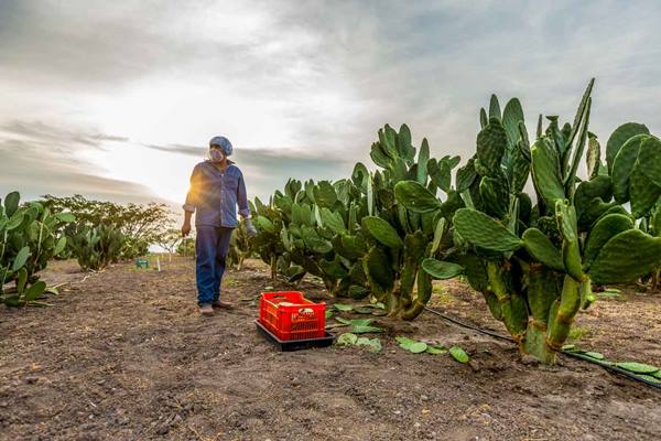 Nông trại El Petacal của Nutrilite ở Mexico trải dài 1.589 mẫu Anh