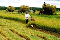 Đưa Bảo hiểm Chỉ số Thời tiết đến gần hơn với người nông dân Việt Nam