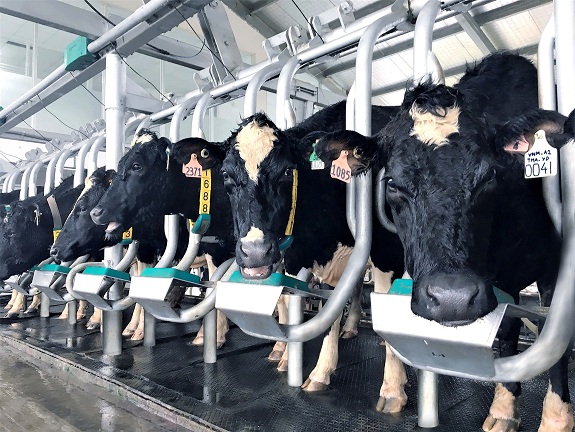 Đàn bò sữa A2 đã sản xuất ra dòng sữa A2 đầu tiên tại Việt Nam.