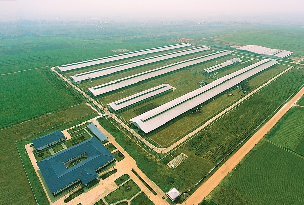 Tổ hợp trang trại bò sữa công nghệ cao Vinamilk tại Thanh Hóa.