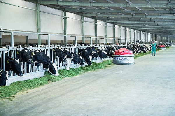 Trang trại bò sữa Vinamilk Tây Ninh ứng dụng cách mạng số 4.0 toàn diện và công nghệ hiện đại của Mỹ, Nhật, Châu Âu trong chăn nuôi và quản lý.