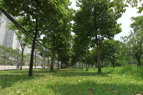 Hàng cây giáng hương do Vinamilk và Quỹ “1 triệu cây xanh cho Việt Nam” trồng tại xa lộ Hà Nội (TP.HCM) sau 9 năm đã vươn cao tỏa bóng mát.
