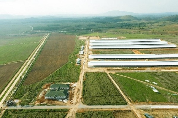 Giai đoạn 1 của siêu trang trại tại Lào có tổng diện tích quy hoạch hơn 5.000 ha với tổng đàn là 24.000 con.