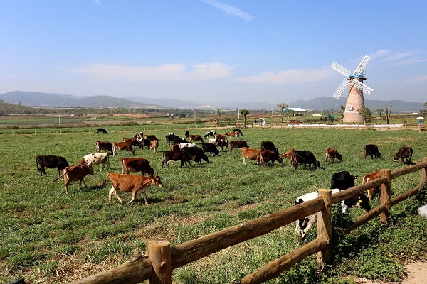 Trang trại bò sữa Vinamilk Organic Đà Lạt.