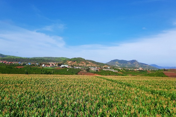 Cánh đồng bắp tươi tốt tại trang trại Vinamilk Đà Lạt sau 3 năm cải tạo, phục hồi đất.