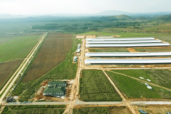 Siêu trang trại Lào Jagro tại Lào với quy mô lên đến 100.000 con bò.