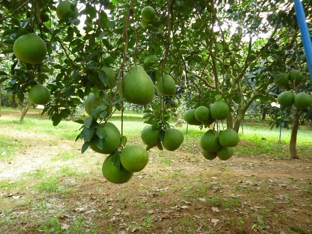 Cây ăn trái hiện đang là thế mạnh của sản xuất nông nghiệp Đồng Nai.