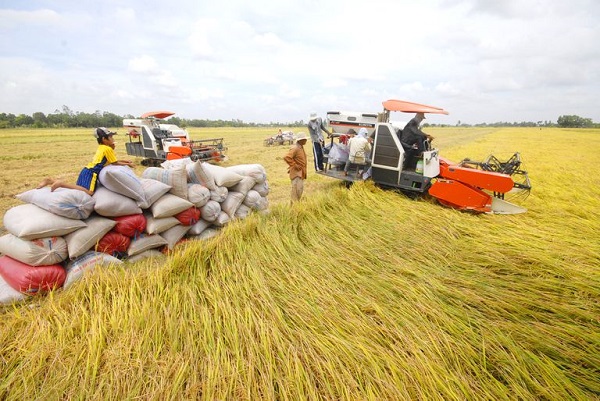 Ngành lúa gạo ở vùng ĐBSCL bên cạnh những lợi thế sẵn có, hiện cũng đang bị kìm hãm bởi năng lực của các chuỗi liên kết.
