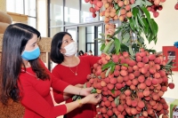 Lazada hợp tác với VinMart và FoodMap bán vải thiều Bắc Giang