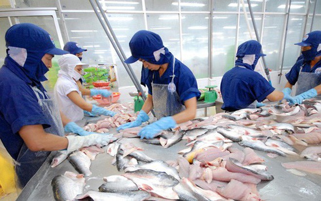 ngành cá tra tại thị trường Việt Nam vận động theo chu kỳ và được dự báo sẽ bứt phá trong chu kỳ 2022.