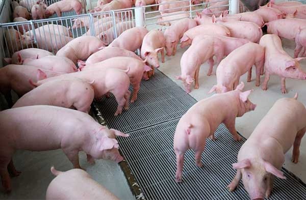 VNDirect kỳ vọng, các doanh nghiệp sản xuất thịt sẽ ghi nhận kết quả kinh doanh tích cực hơn trong 2023 nhờ giá lợn hơi trung bình tăng và chi phí đầu vào thấp hơn.