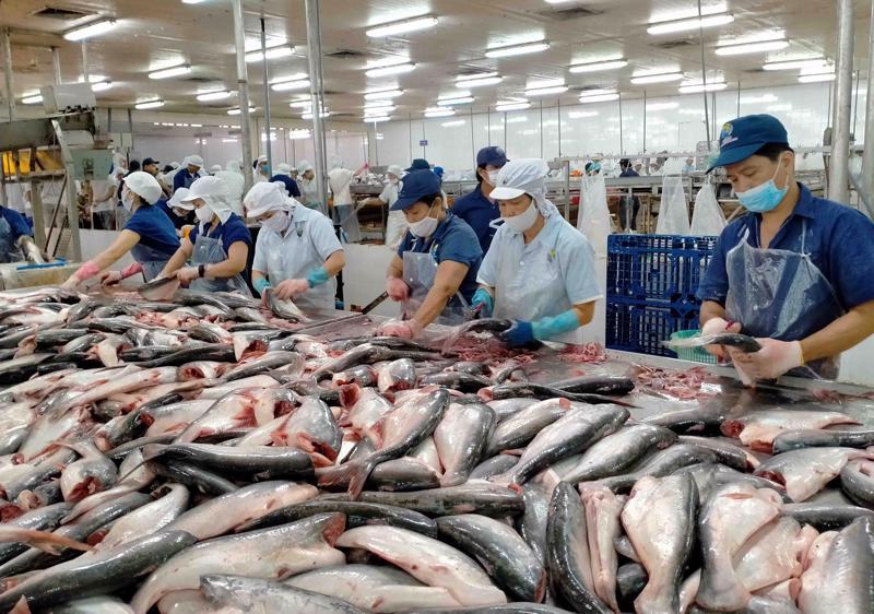 Xuất khẩu cá tra của Việt Nam dự báo sẽ tăng trưởng mạnh trong năm 2024.