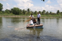Cá tra An Giang: “Lên bờ xuống ruộng” vì cung vượt cầu