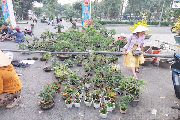 Hình ảnh chợ hoa tại quận Gò Vấp là những cảm xúc đan xen được ghi nhận của PV tại TP.HCM