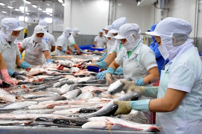 FSIS) vừa đề xuất công nhận Việt Nam đủ điều kiện tương đương để xuất khẩu cá Siluriformes (bộ cá da trơn, bao gồm cá tra, ba sa…) vào thị trường Mỹ.