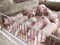 Có hay không việc “găm hàng” để tăng giá thịt lợn?