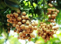 Trái cây Việt Nam chinh phục thị trường khó tính
