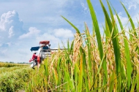 Bộ Công Thương công bố hạn ngạch xuất khẩu gạo
