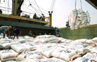 Doanh nghiệp đăng ký tờ khai xuất khẩu gạo nếp từ 0h00’ngày 26/4/2020