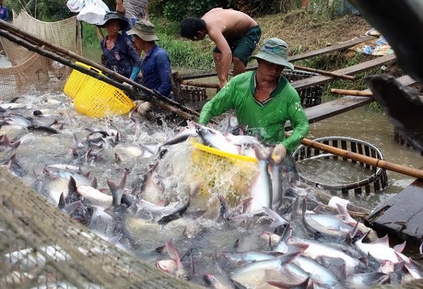 lệnh cấm nhập khẩu cá của Campuchia sẽ gây tác động tiêu cực tới doanh nghiệp của hai nước cũng như người tiêu dùng Campuchia. 