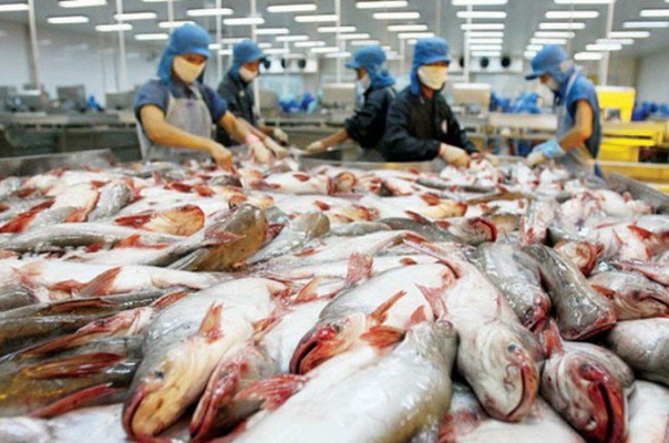 Bộ Nông, Lâm, Ngư nghiệp Campuchia đã ra thông báo chính thức hủy bỏ lệnh cấm nhập khẩu 4 loại cá da trơn ban hành ngày 7/1/2021. 